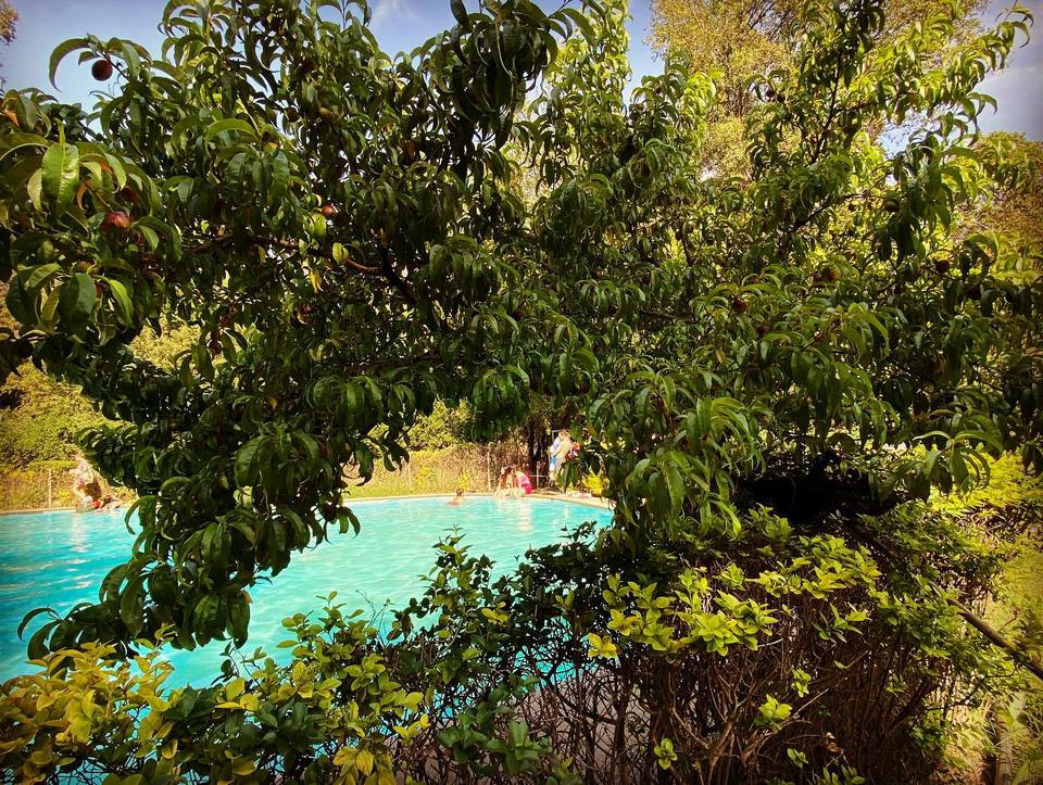 Árbol frutal junto a la piscina del camping